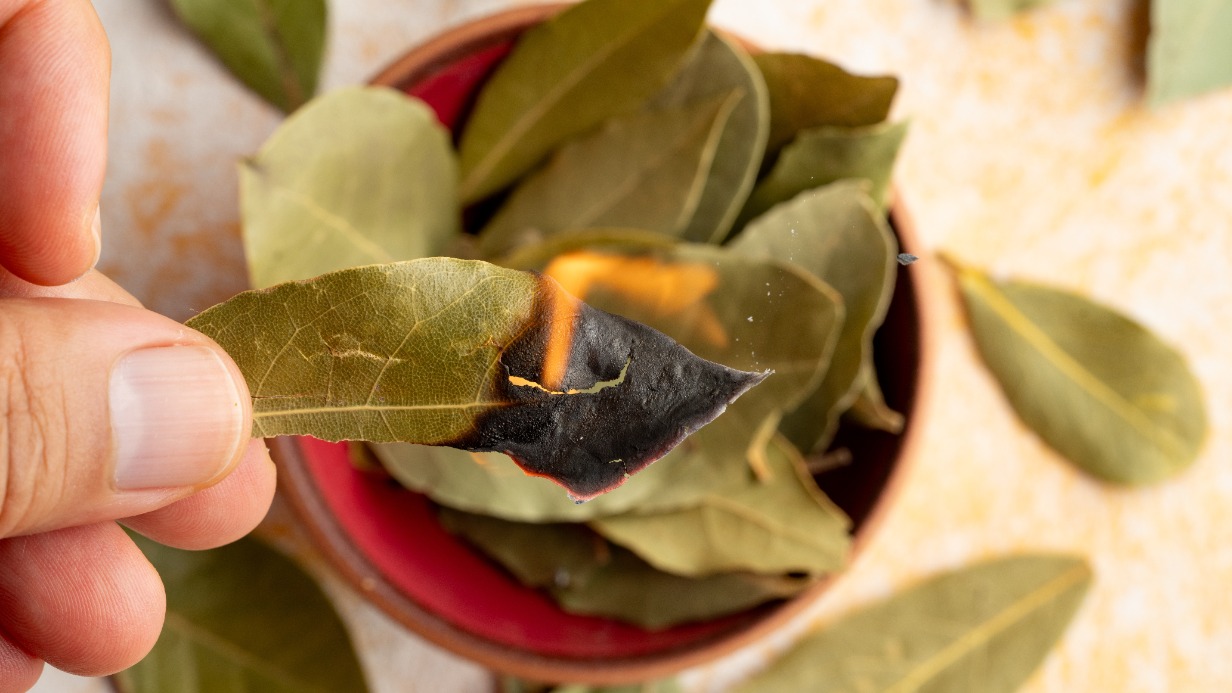 Домохозяйкам порекомендовали сжигать лавровые листья в квартире
