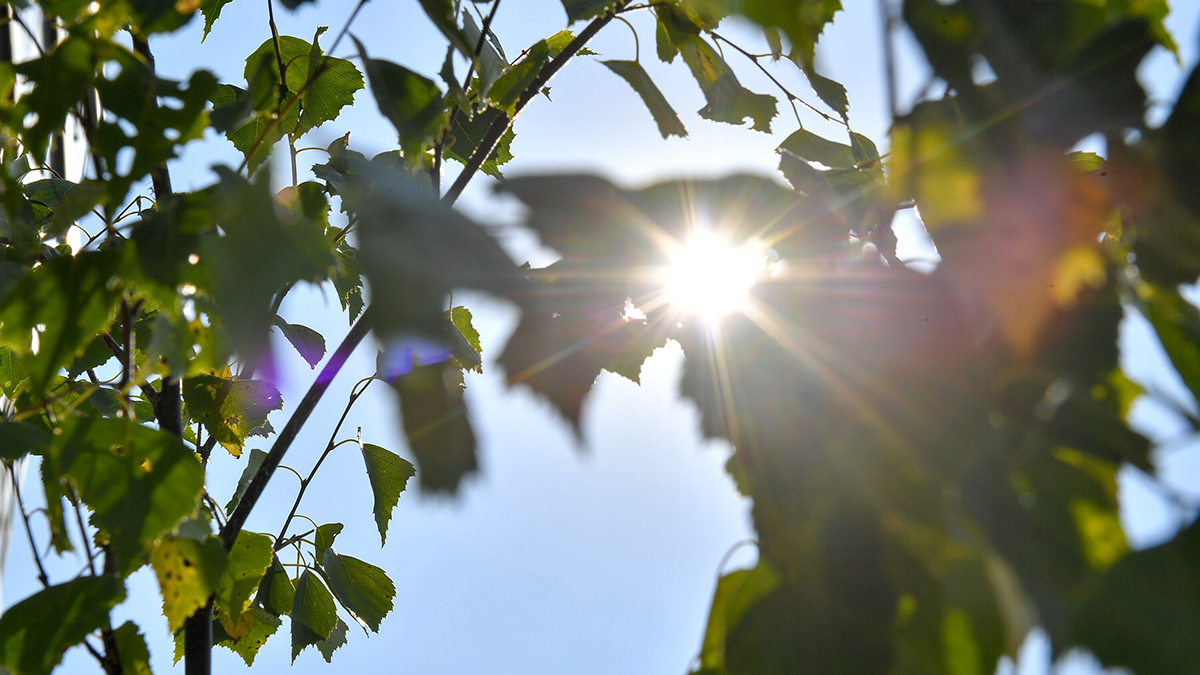 Связность природных территорий станет приоритетом развития зеленых зон Москвы