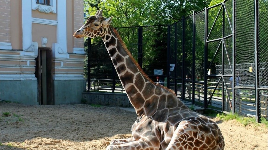 Жираф Самсон умер в Московском зоопарке в возрасте 30 лет