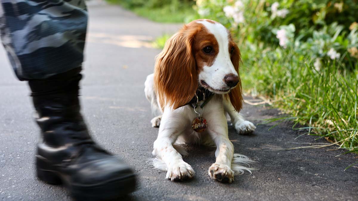 Астрологи заявили, что животные страдают от ретроградного Меркурия не меньше людей