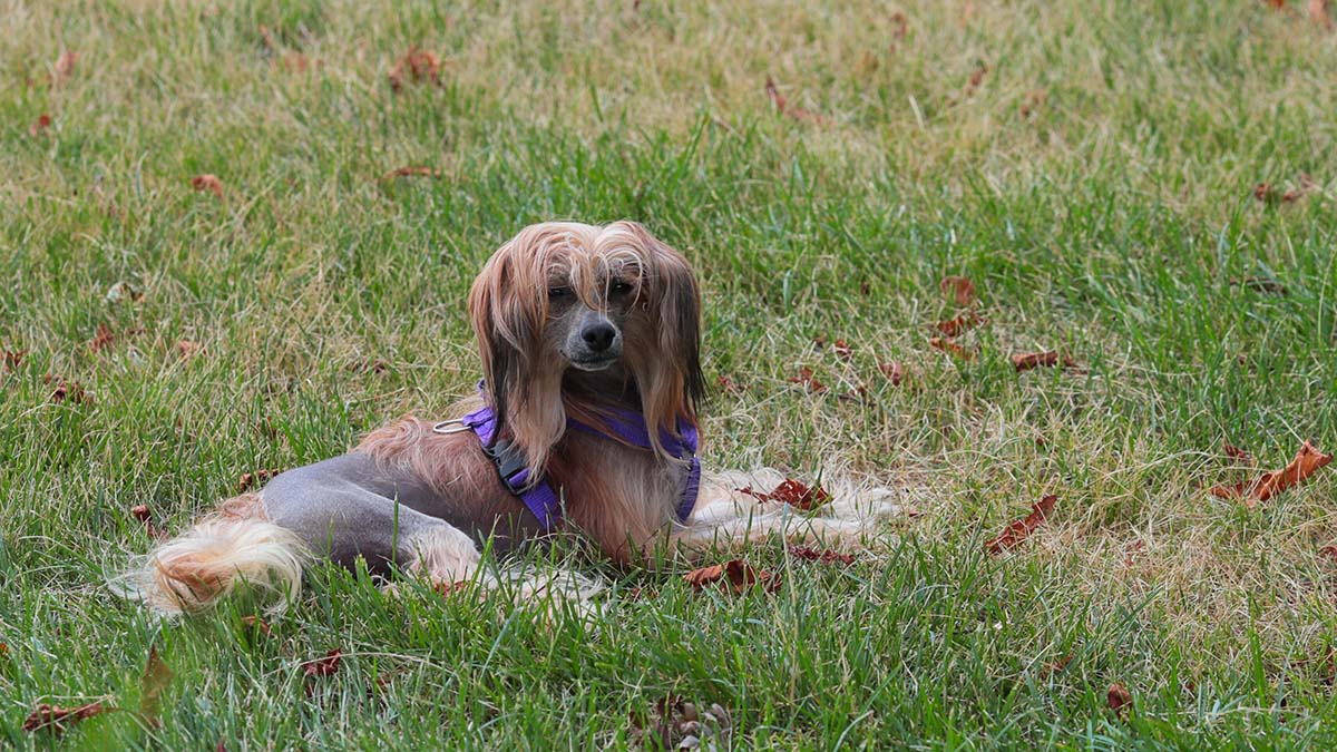 Ветврач Сабитова объяснила, почему важно обрабатывать питомцев от паразитов даже осенью