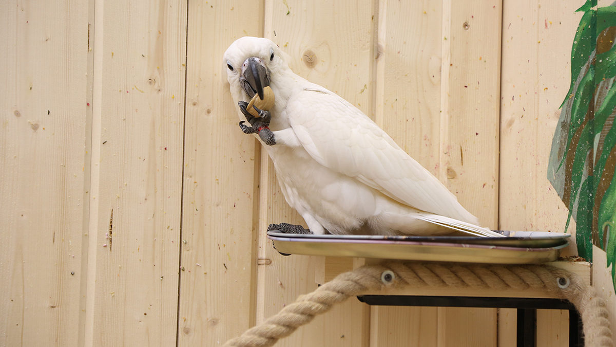 Попугай перегрыз провода и помешал запуску космической ракеты в Австралии