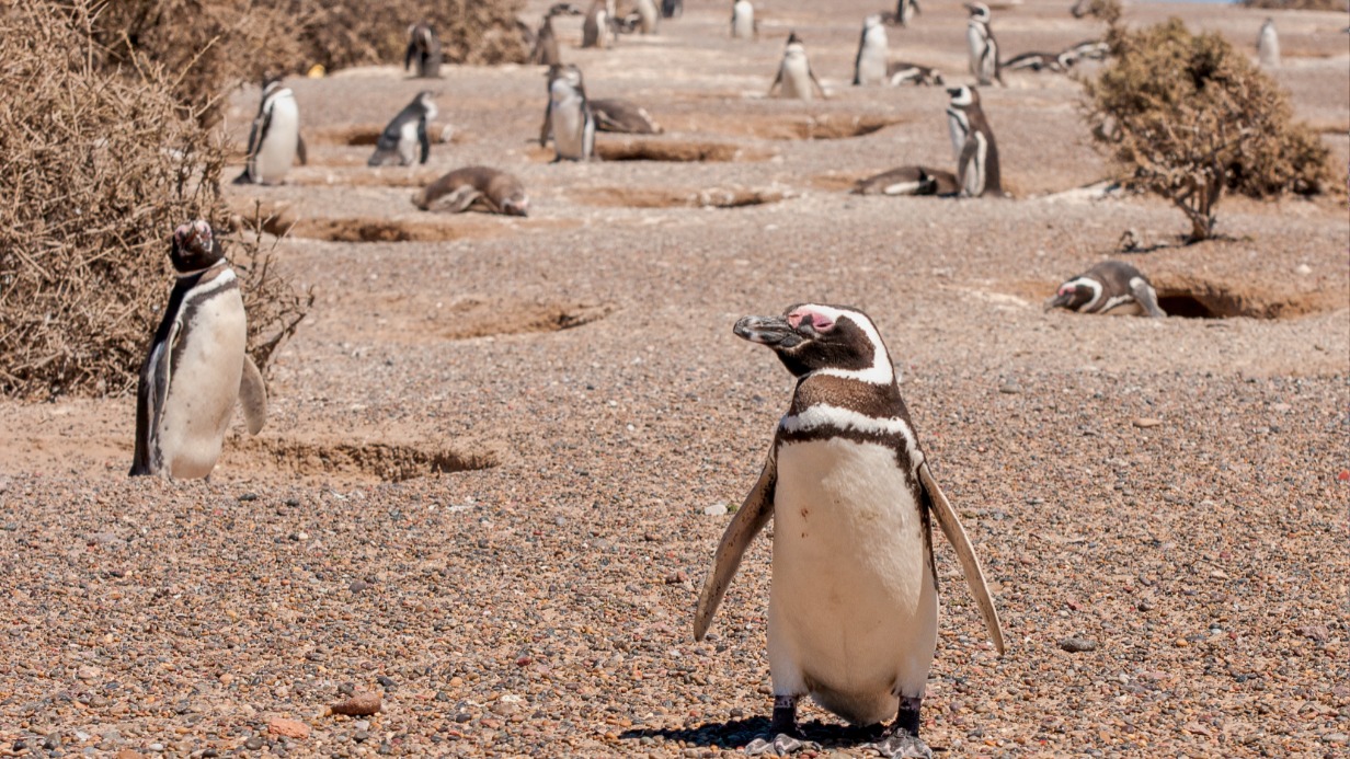 Прибыли с юга: какие животные появились в Москве из-за глобального потепления