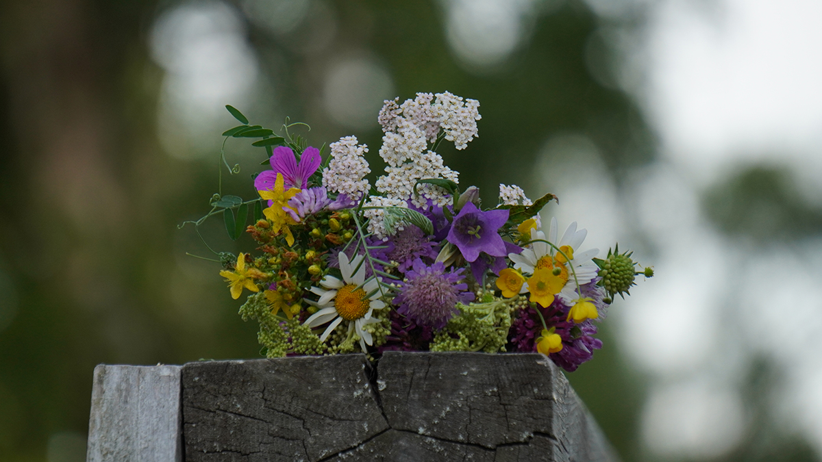 Какие полевые цветы опасны для человека
