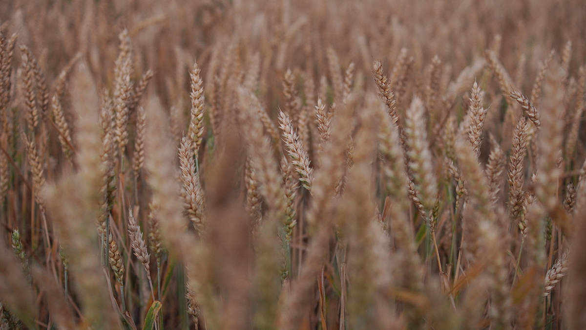 Россия начала окрашивать пшеницу для экспорта в ряд стран
