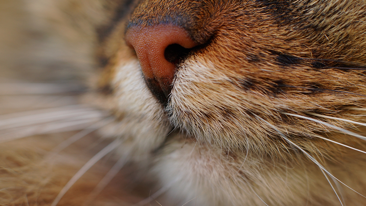 Умного кота выставили на продажу за 200 миллионов рублей в Подмосковье