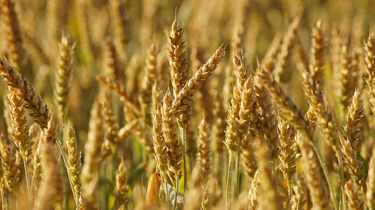 Россельхознадзор ограничил ввоз пшеницы, томатов и дынь из Казахстана