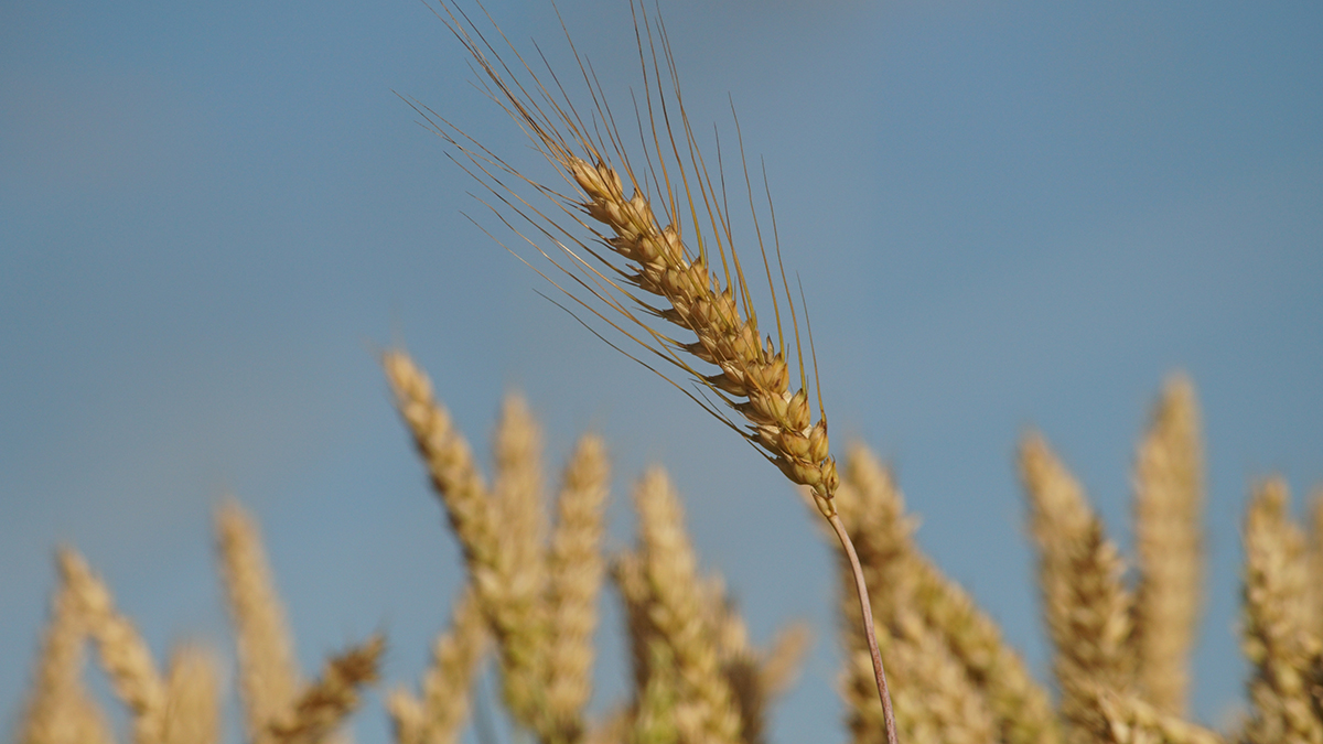 Синоптик Шувалов: Аномальная теплая погода в РФ может навредить урожаю