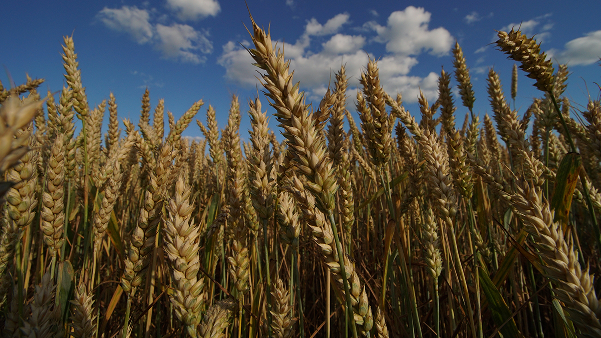 Reuters: Россия приостановила поставки пшеницы в Сирию