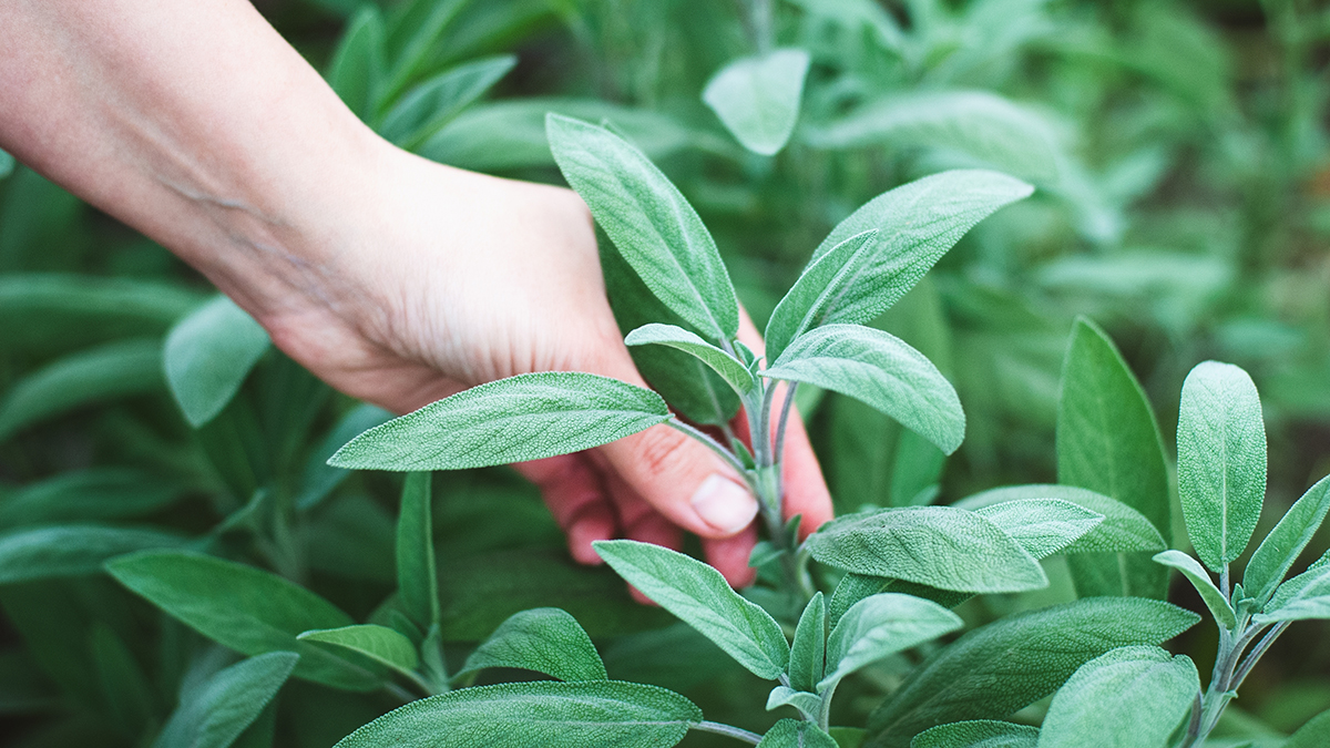 Что грозит за выращивание шалфея предсказателей