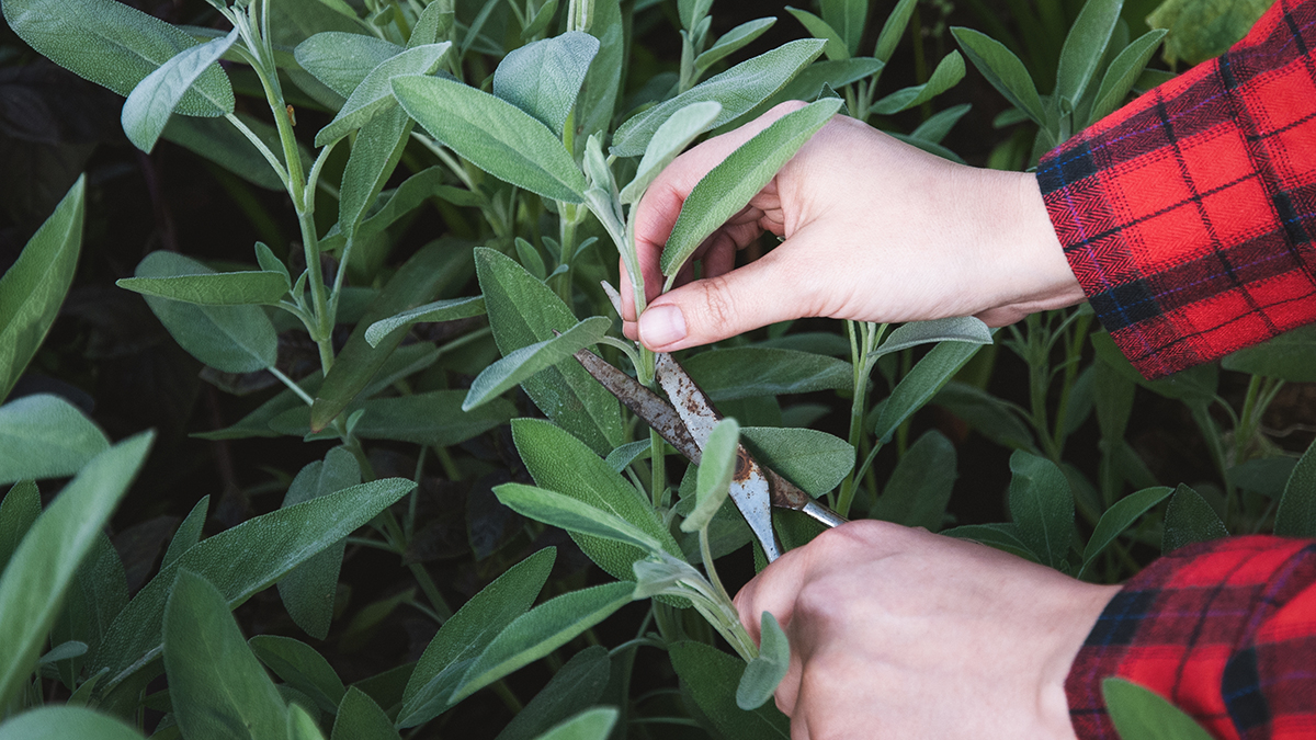 Юрист Слезкина рассказала, когда выращивание шалфея приведет к уголовному наказанию