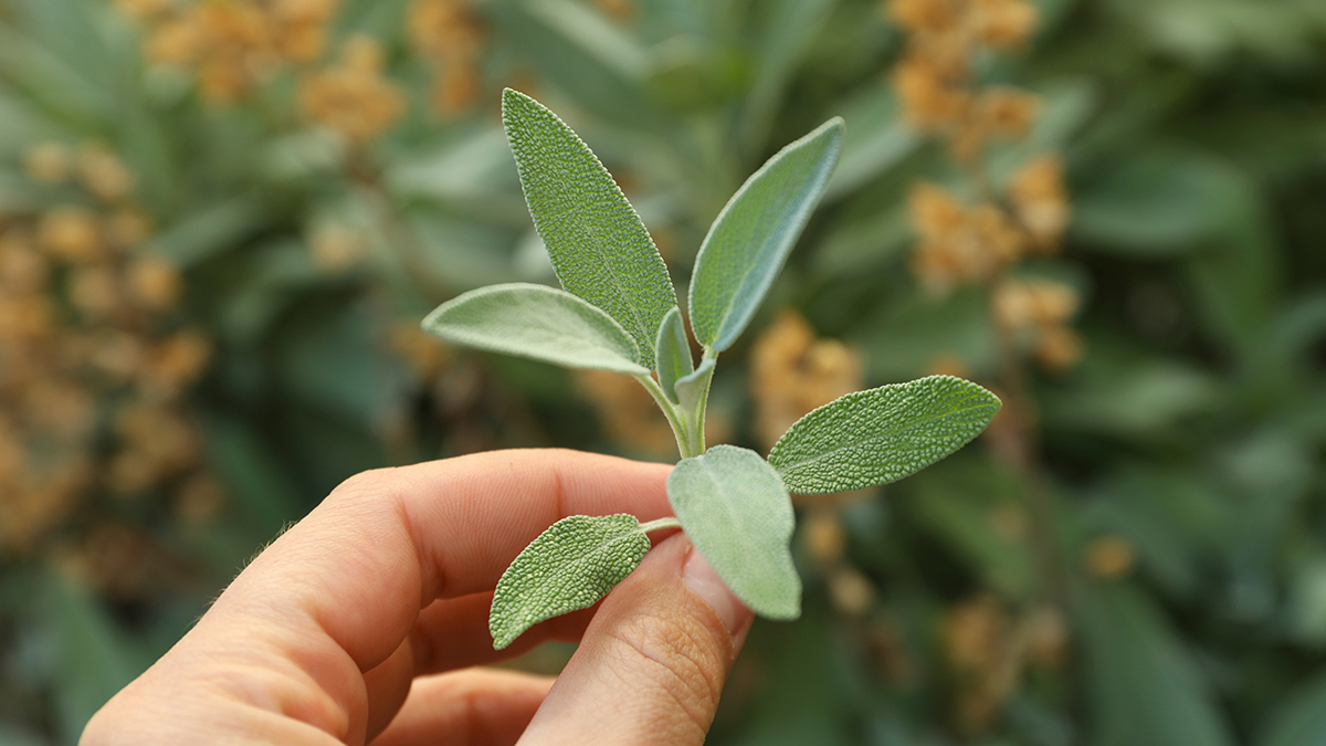 Названы растения, за выращивание которых на участке грозит уголовная ответственность