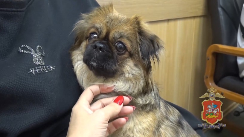 «Мечтал о питомце»: житель Жуковского украл пекинеса, оставленного у магазина