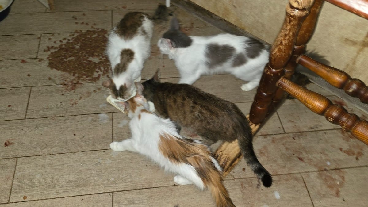 Не замечательный сосед: как спасать животных, которых нерадивые хозяева заперли в квартире