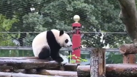 Панда Катюша прогулялась под дождем в Московском зоопарке