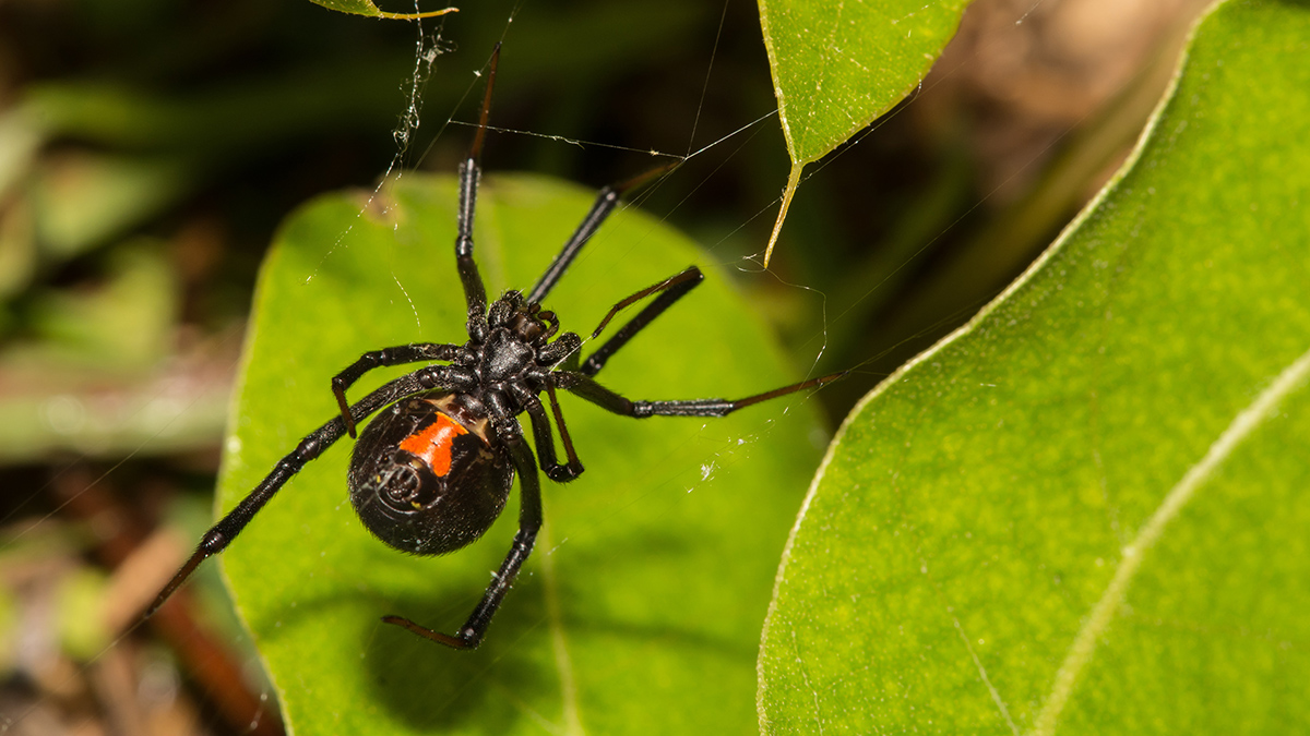Нашествие смертельно ядовитых пауков-вдов фиксируют в регионах России