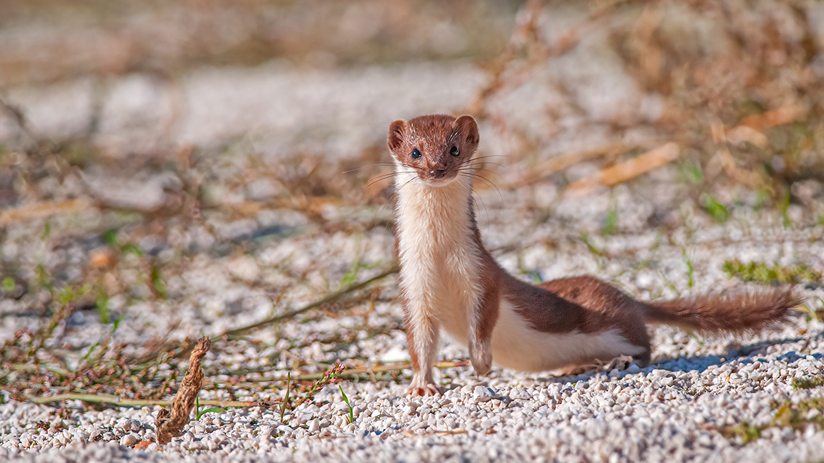 Хорьки, куницы, горностаи: каких хищных зверей можно встретить зимой в Москве