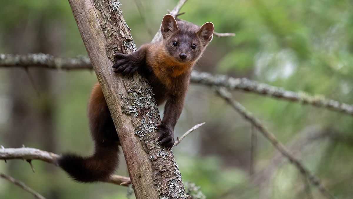 Около 100 тысяч человек остались без света из-за куницы в Германии