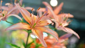 Какой букет лучше купить к 1 сентября