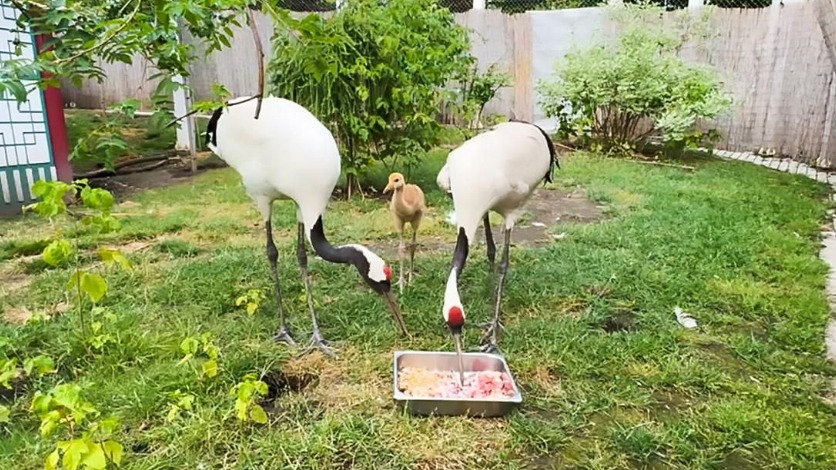 Птенец японского журавля появился на свет в Московском зоопарке