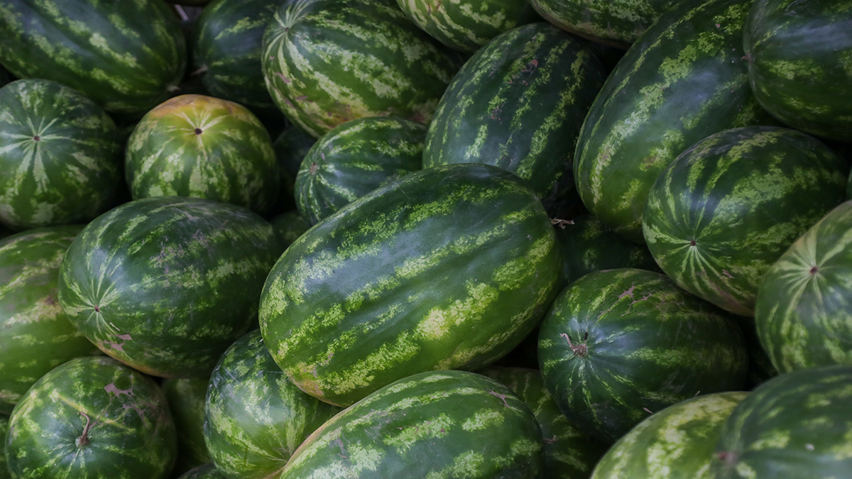 Турчанка раздавила бедрами пять арбузов за минуту и установила рекорд Гиннесса