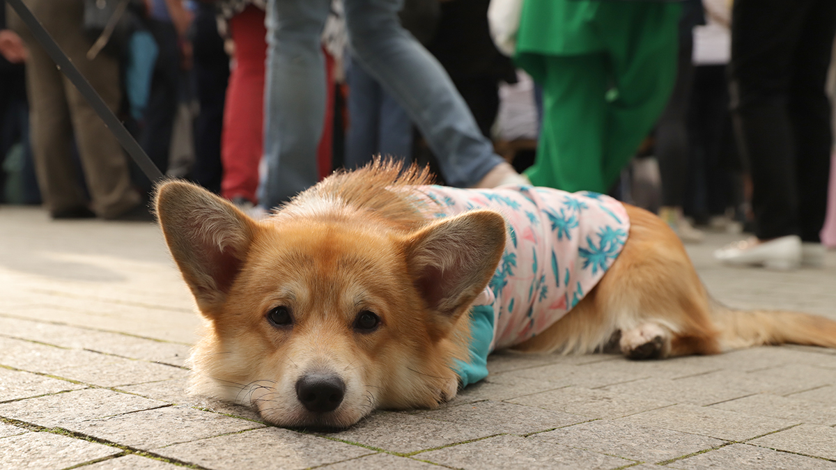 Собаке отстригли язык во время груминга в подмосковном Сергиевом Посаде
