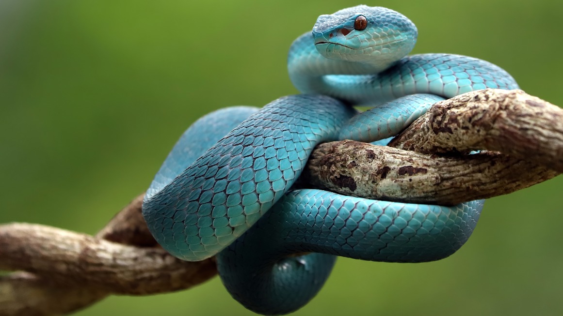 Подростка в Москве укусила редкая ядовитая змея — голубая куфия, которую тот кормил