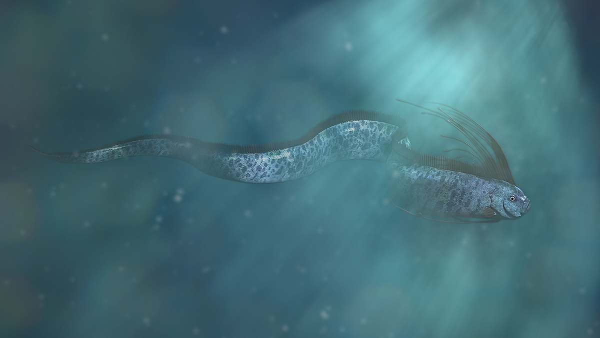 Предвещающего катаклизмы сельдяного короля выбросило на пляж в Мексике