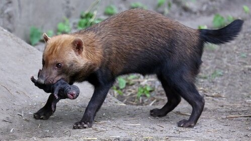 Детеныш кустарниковой собаки родился в Московском зоопарке