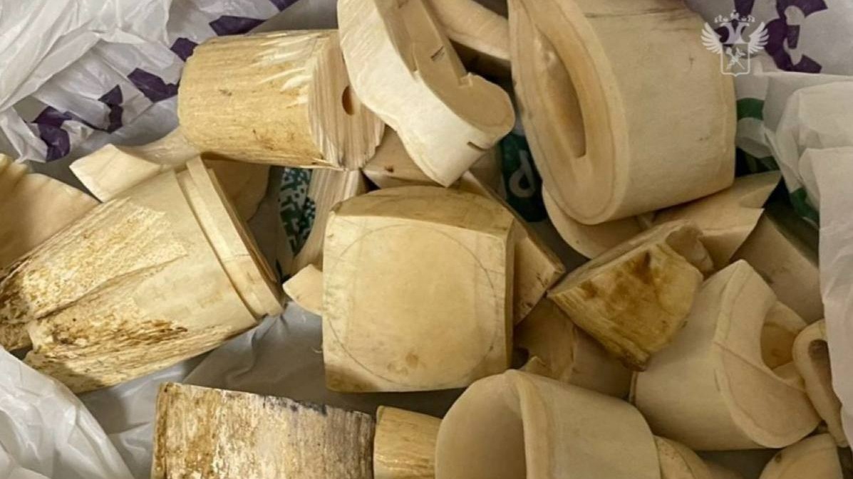 Зубы краснокнижного кита обнаружили у китайца на таможне в аэропорту Шереметьево