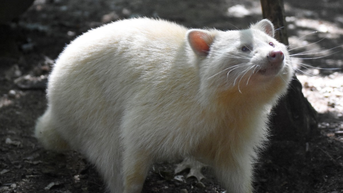 Редчайшего енота-альбиноса заметили копошащимся в мусорке