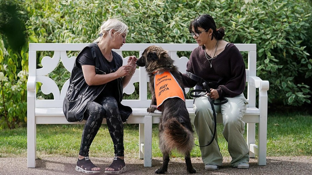 Гостям форума-фестиваля «Москва 2030» предложат забрать питомцев из приютов