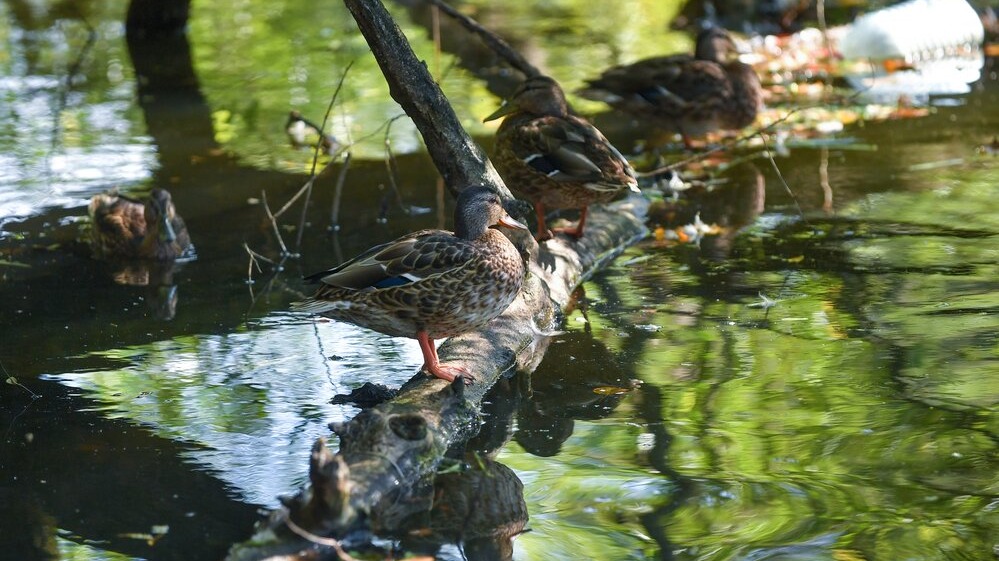 Депутат МГД Головченко: В Кокошкино стартовали работы по очистке малых прудов