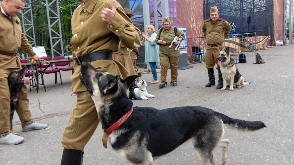 Около 2 тысяч человек посетили семейный фестиваль Музея Победы «День фронтовой собаки»