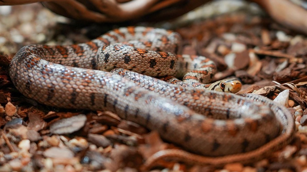 Детеныш леопардового полоза появился на свет в Московском зоопарке