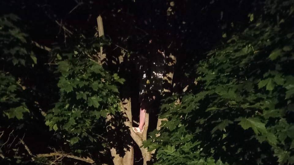 Подмосковные спасатели в Можайске сняли с дерева кошку и ее хозяйку