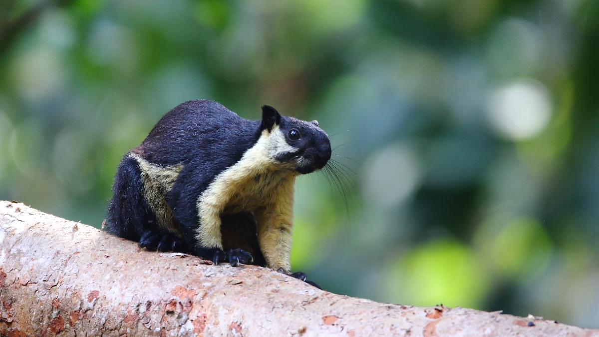 Единственные в России гигантские белки впервые дали потомство