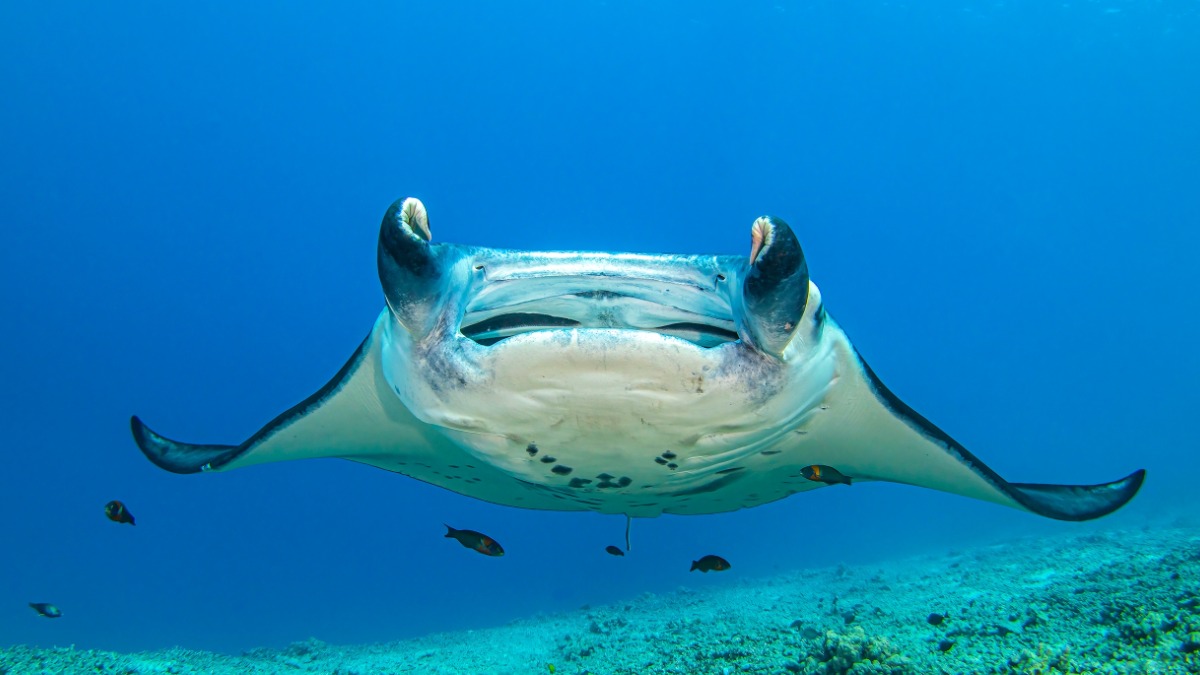 Рыбаки выловили исполинского морского дьявола весом 1,5 тонны