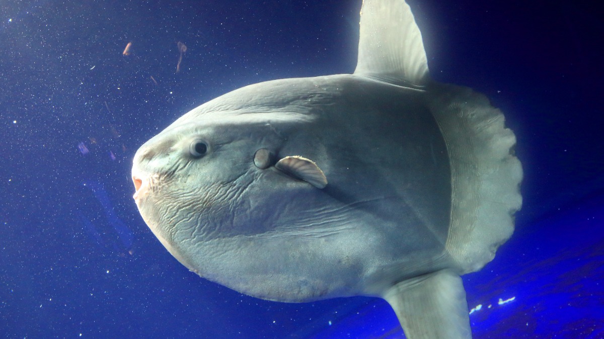 Гигантскую рыбу-луну весом более тонны нашли на пляже