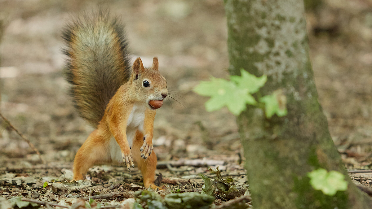Агрессивная белка в США напала на пятерых человек и серьезно ранила двух из них