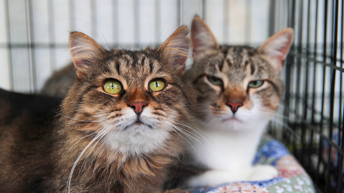 Куда сходить в Москве на выходных, 1 и 2 марта