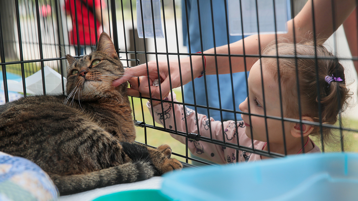 Фестиваль в поддержку животных из приютов WOOF пройдет в Москве в ноябре