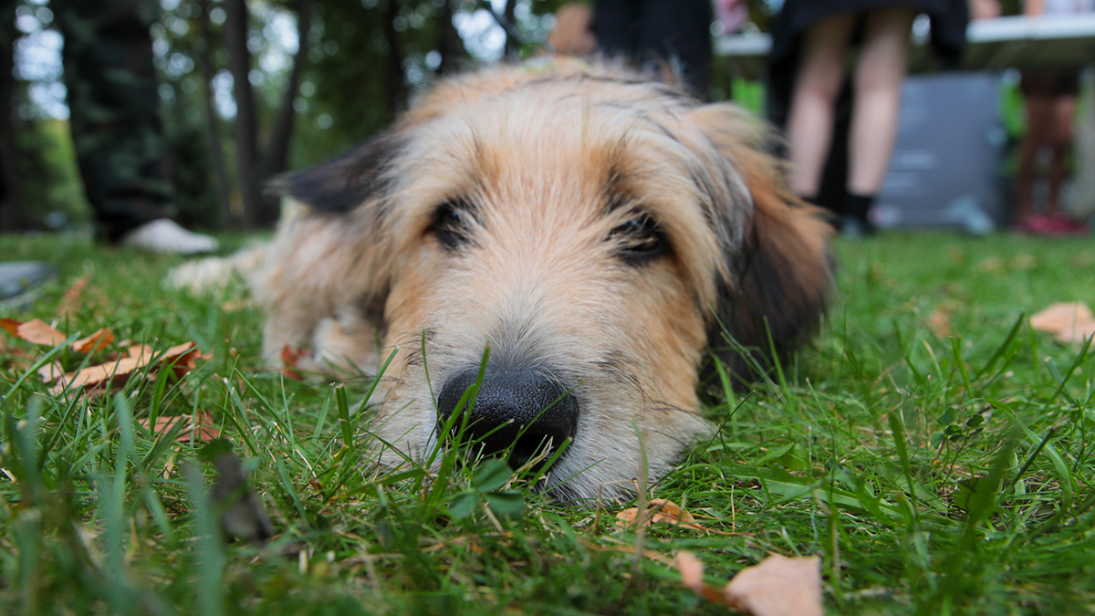 СМИ: Ужасные условия для животных обнаружили в московской зоогостинице