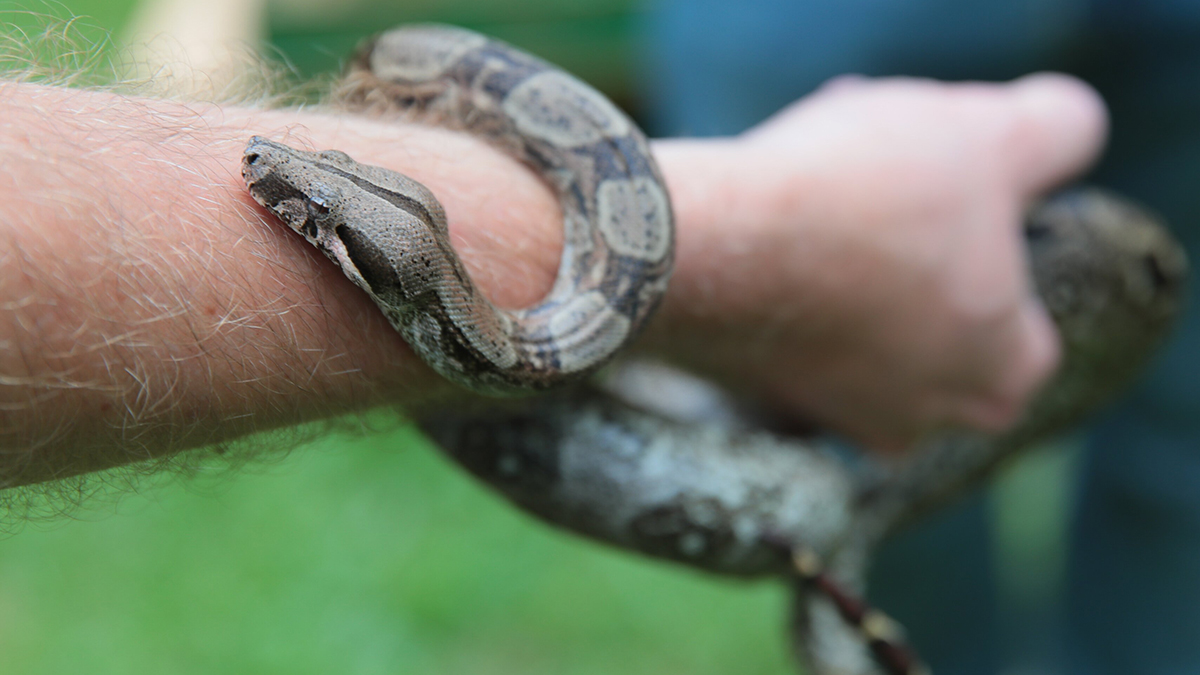Подмосковные спасатели рассказали, как нужно вести себя при встрече со змеей