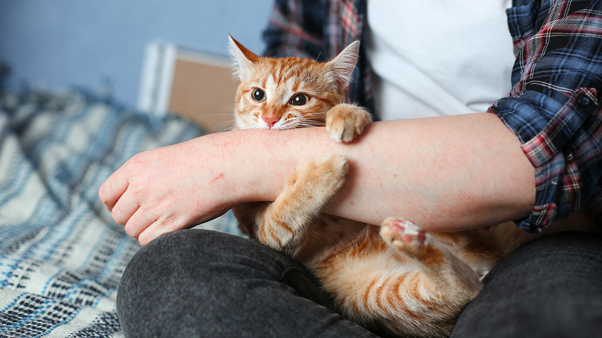 Какие праздники отмечают 20 февраля