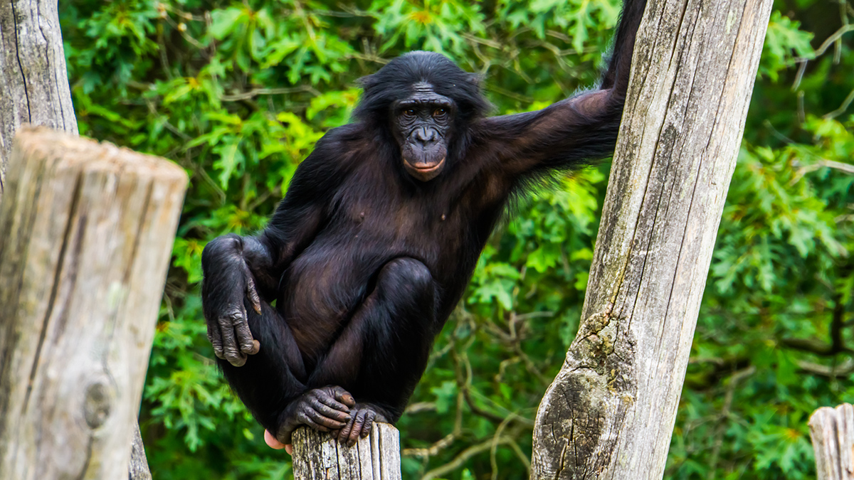 Ученые обнаружили удивительное отличие обезьяны бонобо от человека