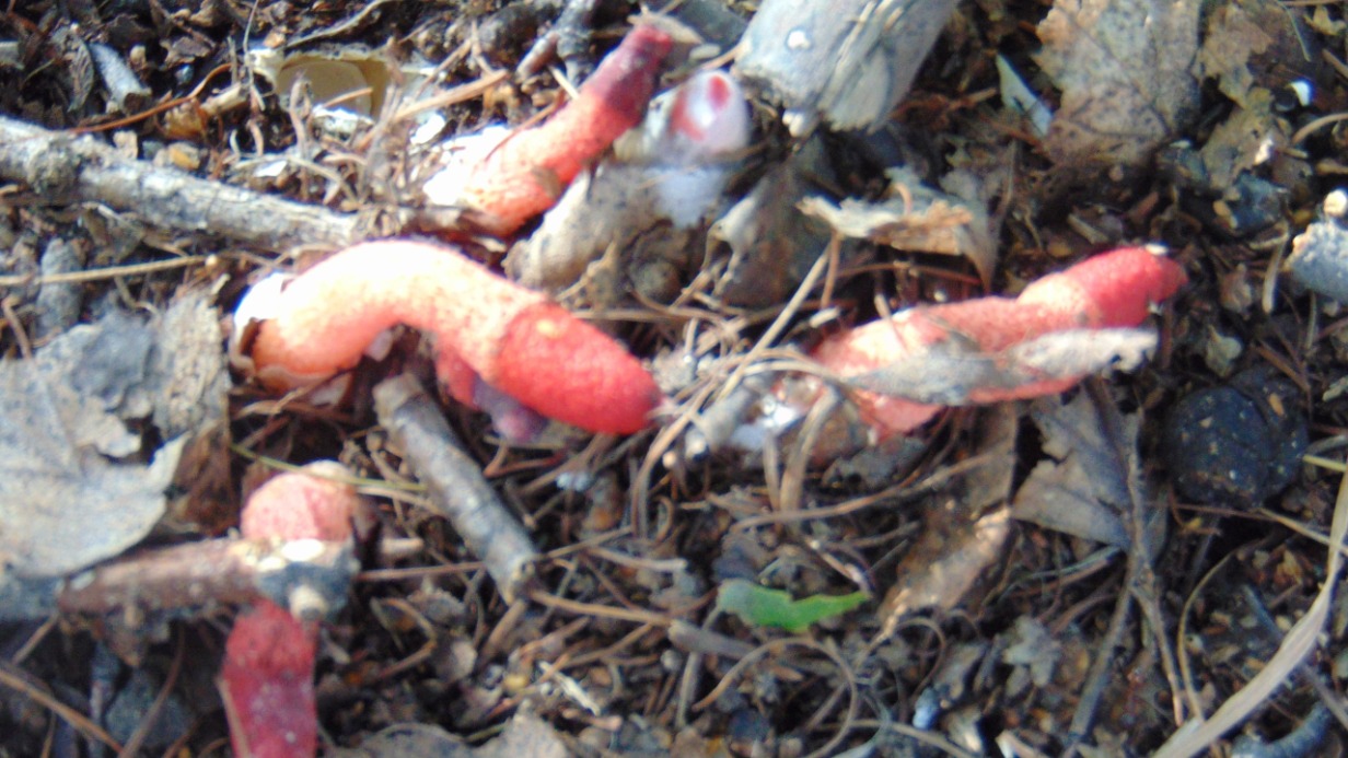 Гриб непристойной формы нашла в лесу жительница Омской области