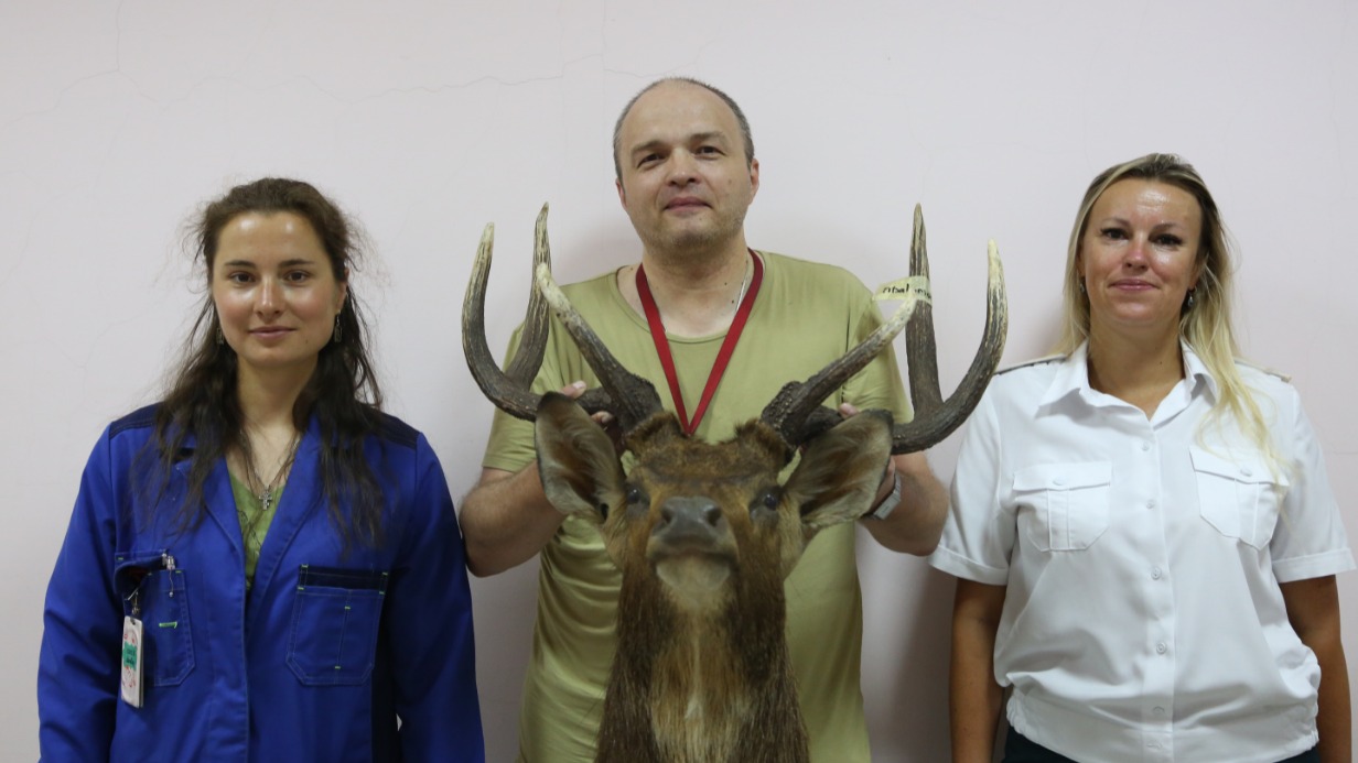 Дмитрий Милосердов демонстрирует переданную Дарвиновскому музею голову чучела оленя