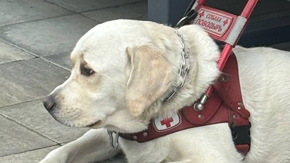 Алексей Лисовенко рассказал о перспективах развития в СВАО инфраструктуры для дрессировки собак-поводырей