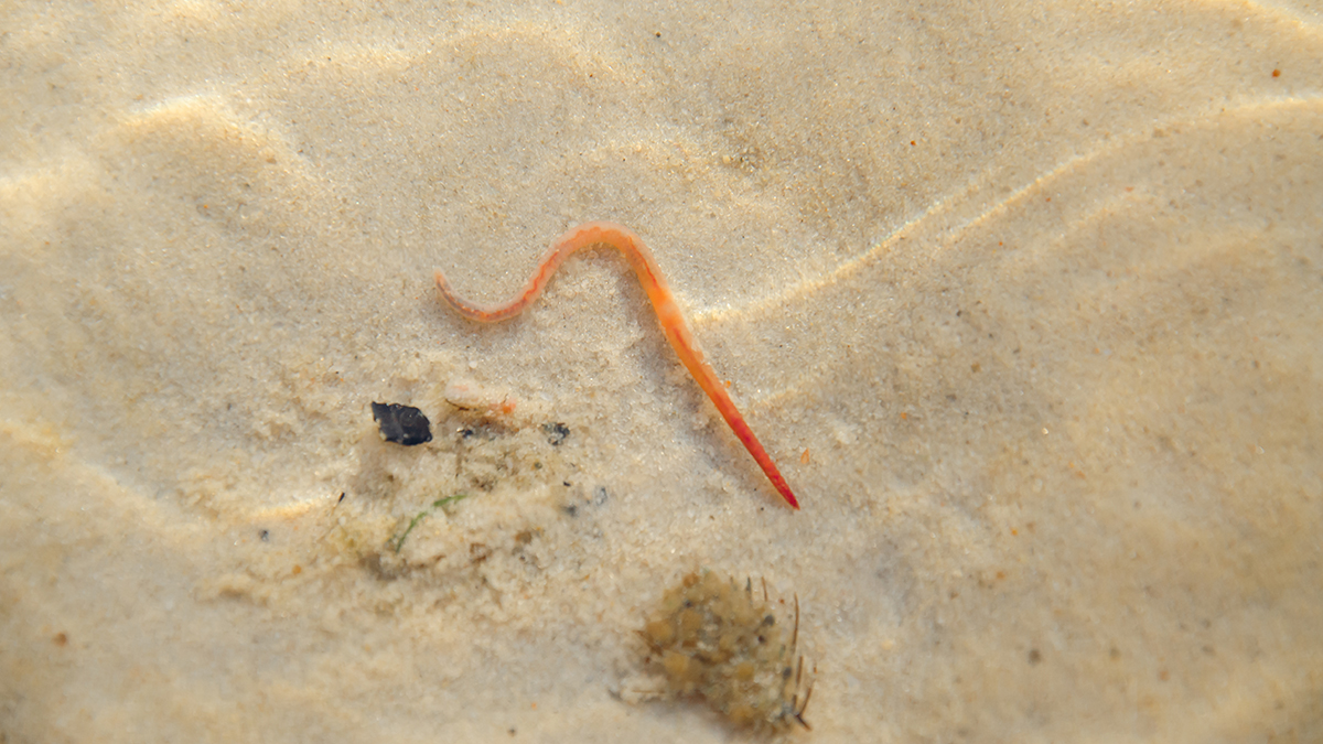 В Петербурге заметили «кровососущих червей»: насколько они опасны и доберутся ли до Москвы